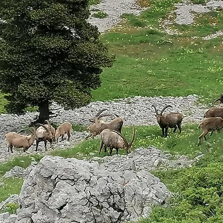 Le Chamois Dort